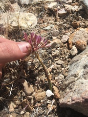 Allium atrorubens