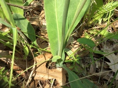 Krigia biflora