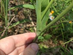 Krigia biflora