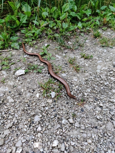 Westliche Blindschleiche