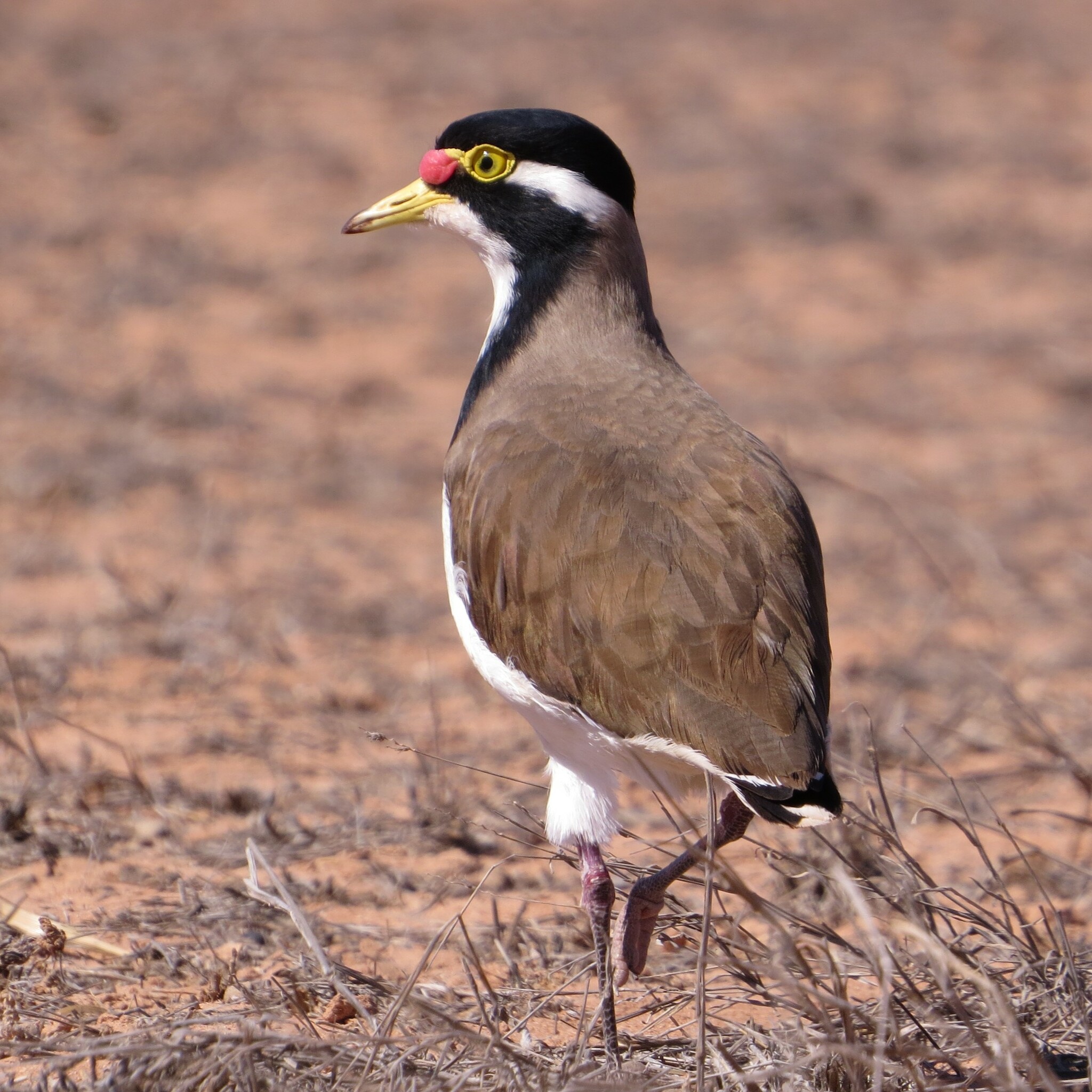 Banded Lapwing illustration