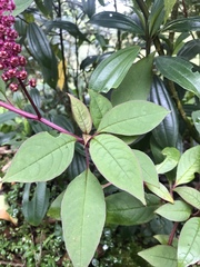 Phytolacca rugosa