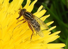 Anasimyia anausis