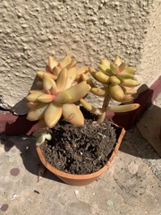 Pachyphytum