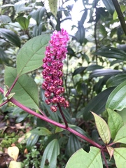 Phytolacca rugosa