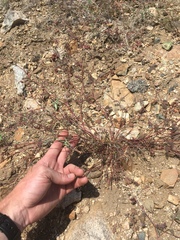 Astragalus inyoensis