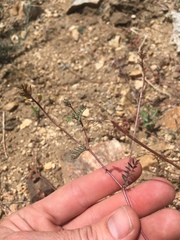 Astragalus inyoensis