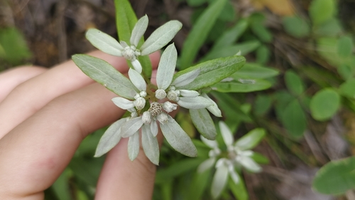 Leontopodium japonicum iNat (2)