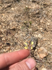 Astragalus inyoensis
