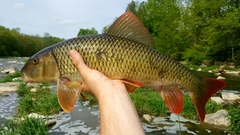 Greater Redhorse photo 4