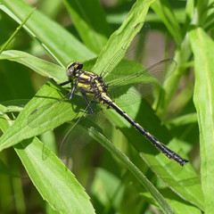 Phanogomphus descriptus