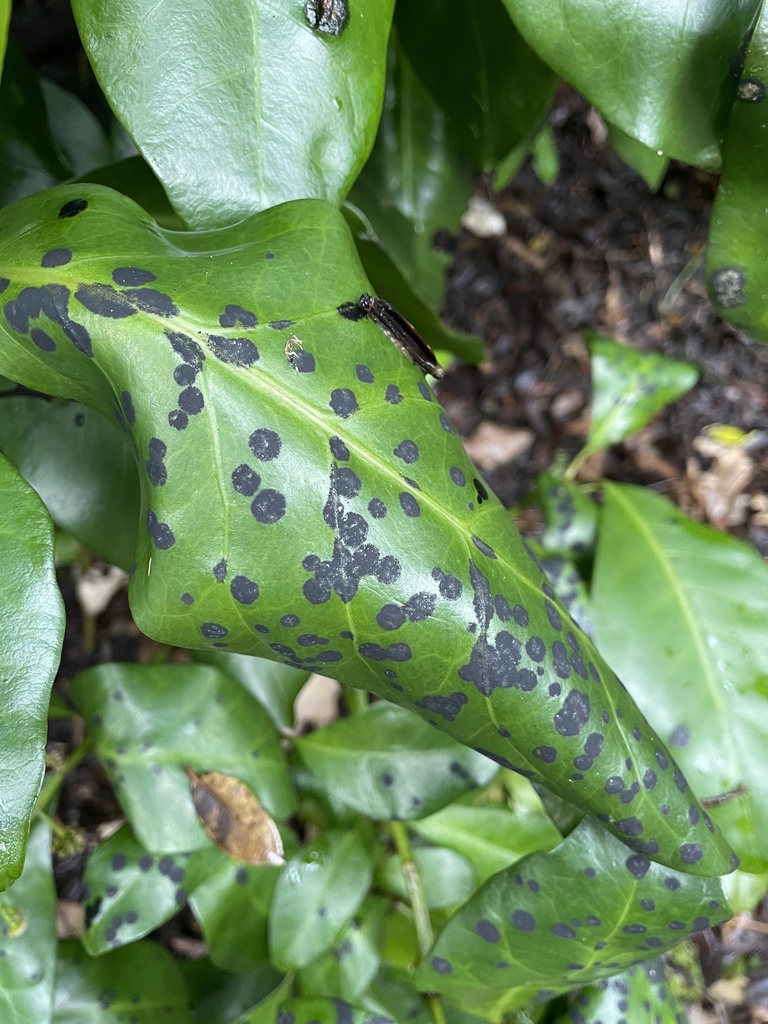Asterinaceae