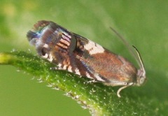 Grapholita fana
