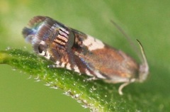 Grapholita fana