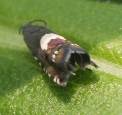 Grapholita fana