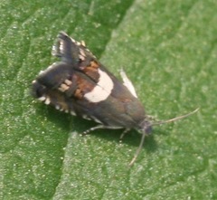 Grapholita fana
