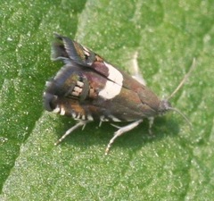 Grapholita fana