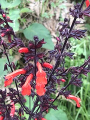 Salvia rubescens