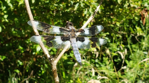 Eight-spotted Skimmer (Libellula forensis), a species recorded in Oregon