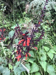 Salvia rubescens