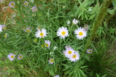 Erigeron decumbens