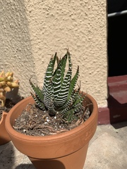 Haworthiopsis fasciata