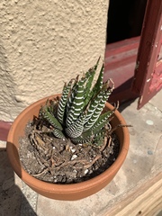 Haworthiopsis fasciata