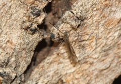 Dicranomyia