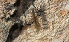 Dicranomyia