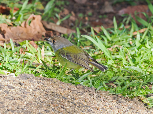 Pale-yellow Robin (Eopsaltria capito), photo 7