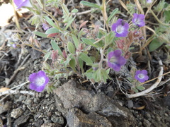 Phacelia curvipes