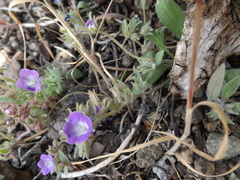 Phacelia curvipes