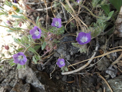Phacelia curvipes
