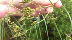 Chrysolina oricalcia