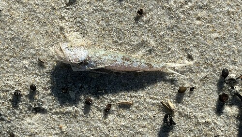 Sawtooth gaper (Champsodon nudivittis) — Champsodontidae