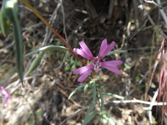 Clarkia xantiana