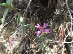 Clarkia xantiana