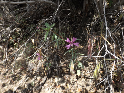 Image of Clarkia xantiana by (c) Amy, some rights reserved (CC BY)