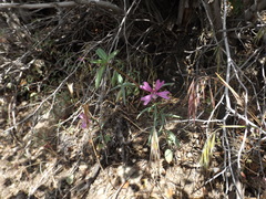 Clarkia xantiana