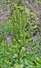 Veratrum viride