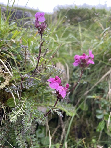 Image of Long-Nosed Lousewort (Pedicularis rostratocapitata) by no rights reserved