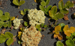 Glehnia littoralis