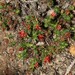 Andersonia setifolia - Photo (c) robert davis, algunos derechos reservados (CC BY-NC), subido por robert davis