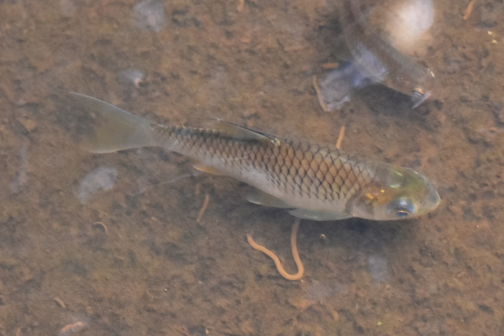 Java Barb