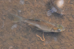 Java Barb photo 1
