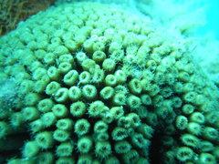 Cladocora caespitosa