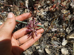 Allium monticola
