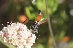 Cylindromyia intermedia