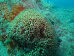 Cladocora caespitosa