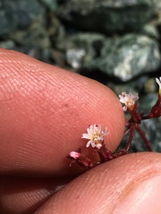 Systenotheca vortriedei